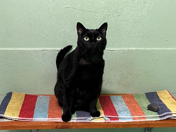 ESMERALDA  BELLISSIMA GATTINA Foto 8